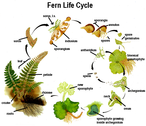 fern_lifecycle.jpg