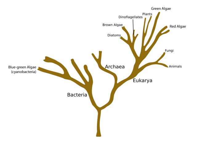 Fig2.4-PhyloTreeAlgae.png