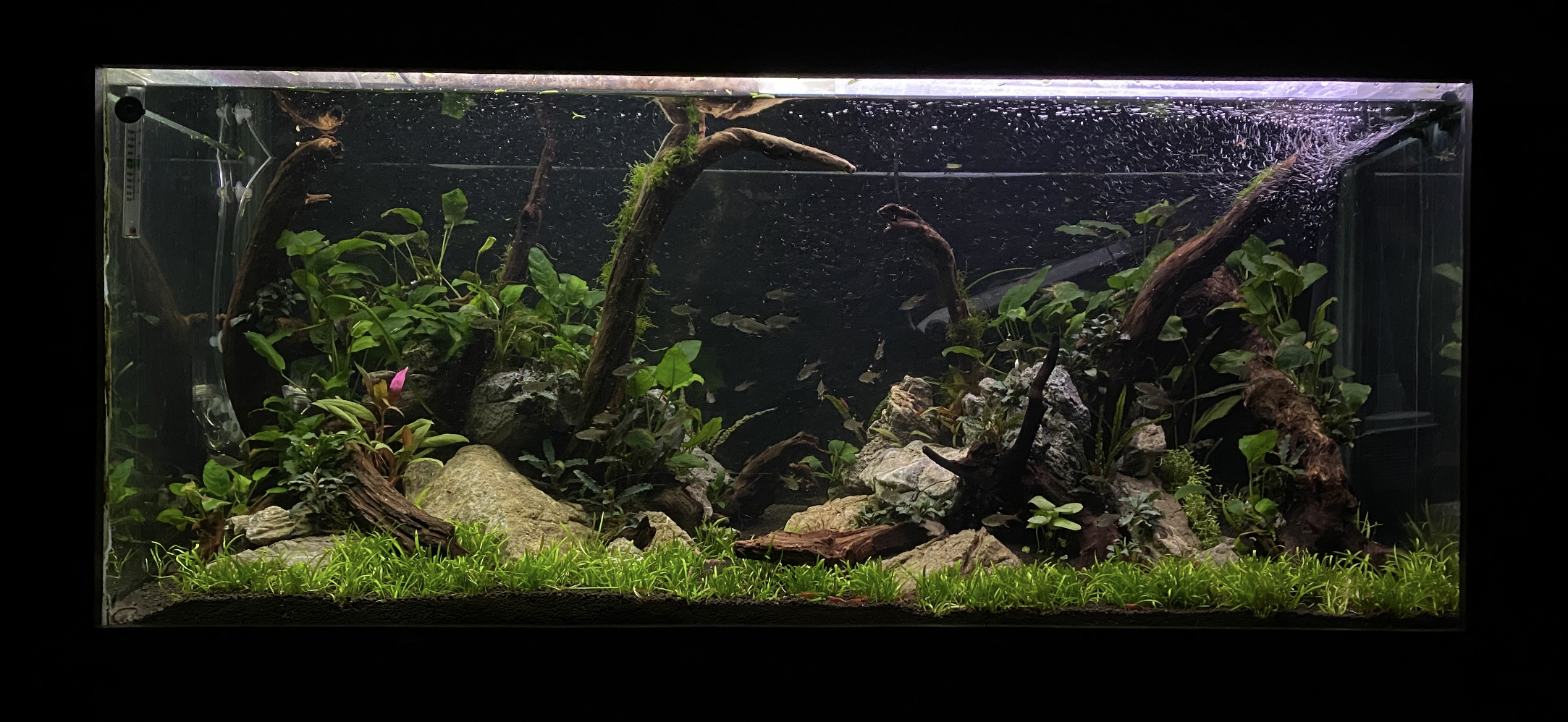 Fish Tank 2021_6 weeks in.png