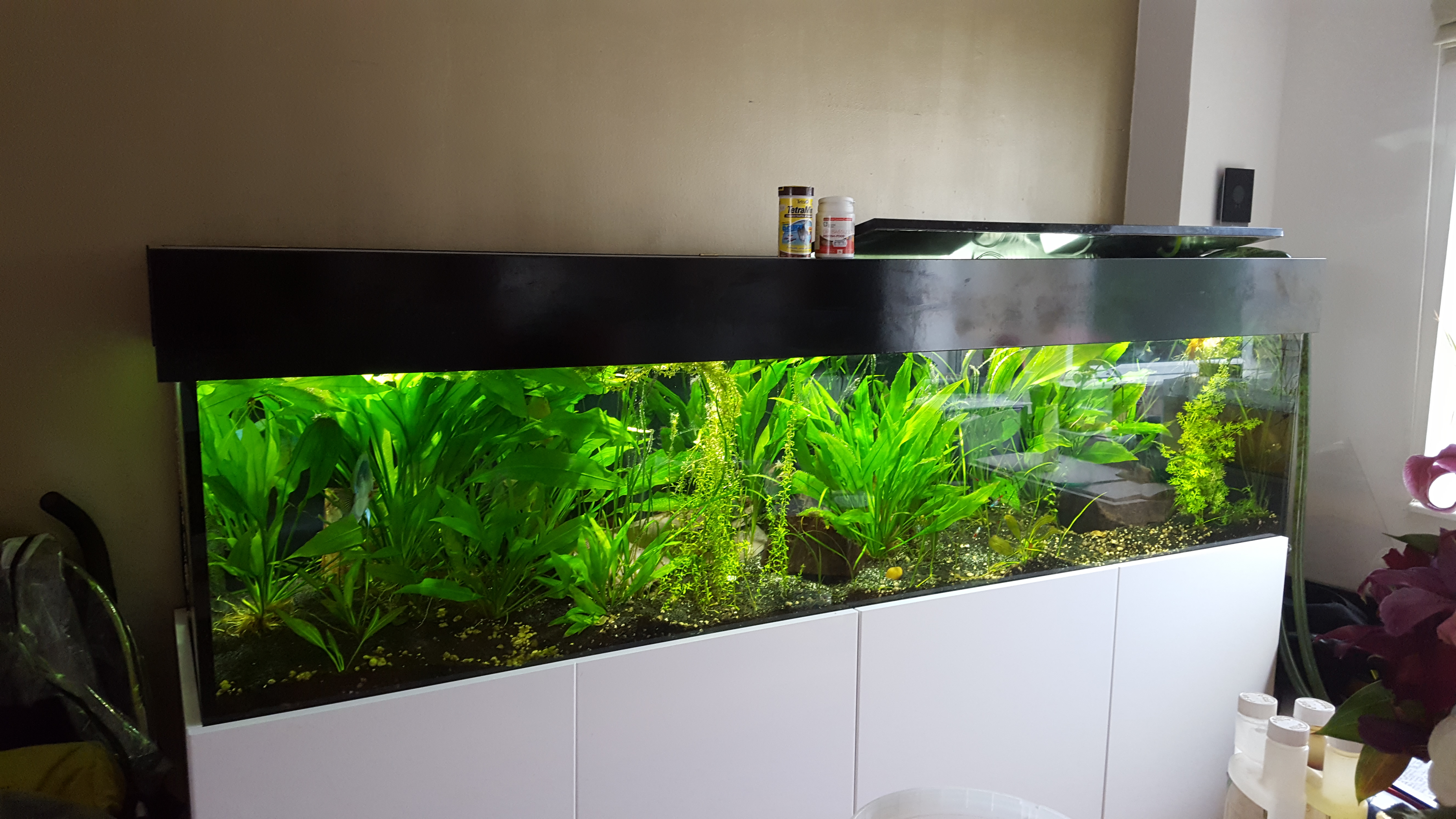 fish tank1.jpg