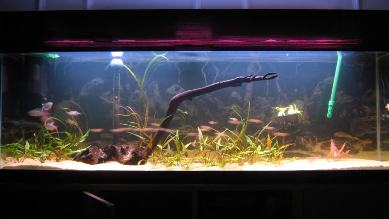 Fishtank004-1.jpg