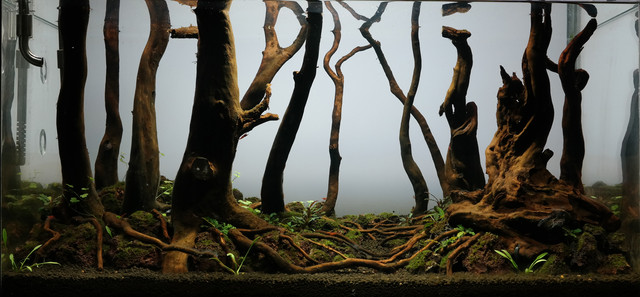 forest_aquascape_day_36.jpg