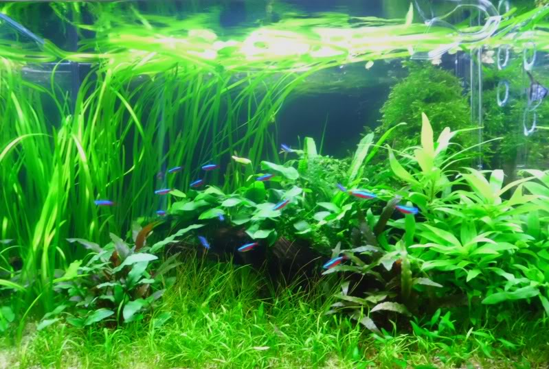 How do you add peat moss to your tank? - Aquarium Advice - Aquarium Forum  Community