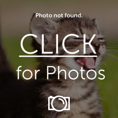funny-pictures-cat-fell-for-boobie-.jpg