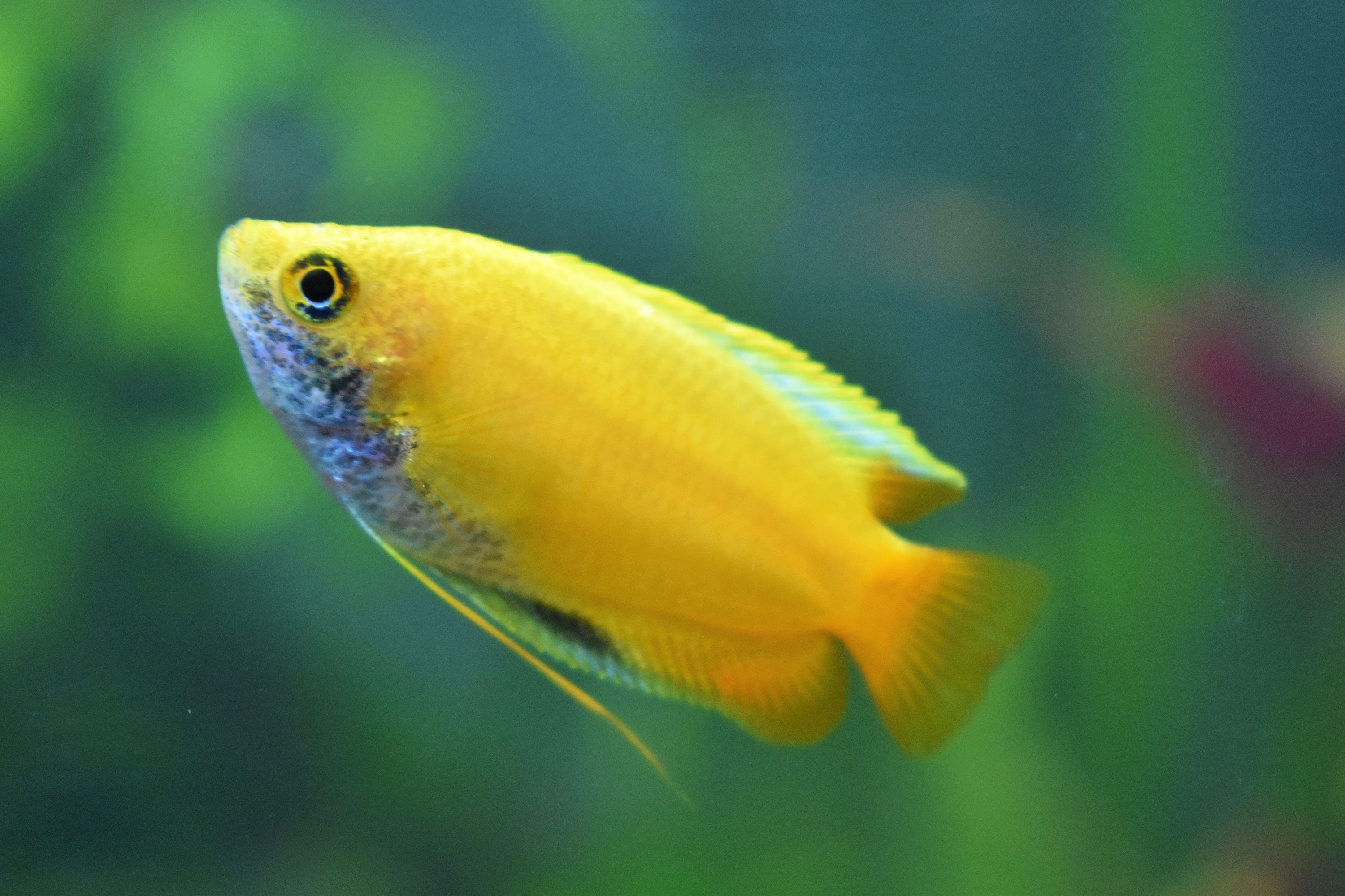 Gourami.JPG