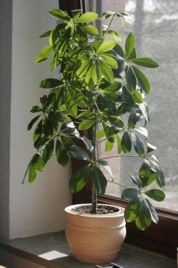 green-umbrella-plant-Schefflera.jpg
