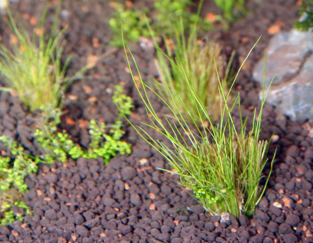 Hairgrass1.jpg