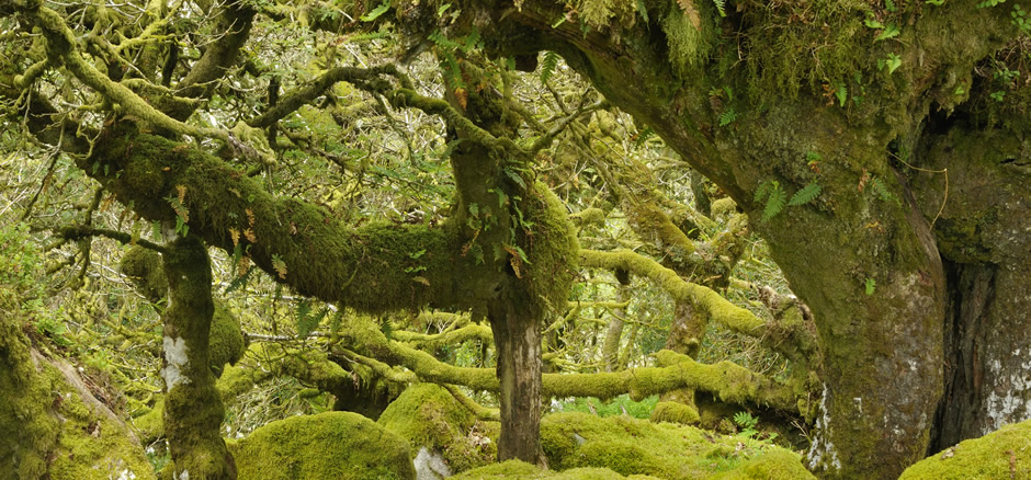 header-Epiphytes-on-ancient-trees-in-Wistmans-Wood.jpg