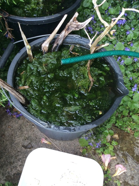 hornwort_bucket.jpg