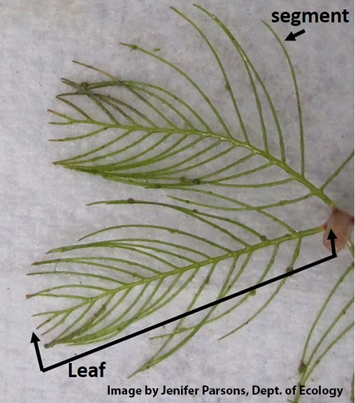 hybrid_watermilfoil_leaf_example.jpg
