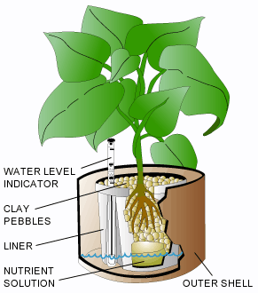 hydroculture-houseplants.gif