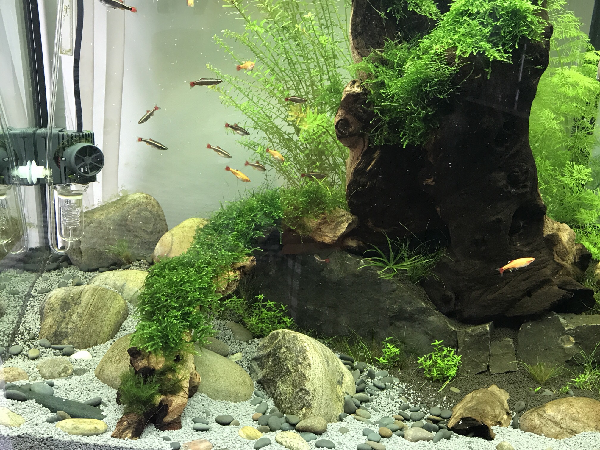 Mountain stream nature scape with WCM minnows