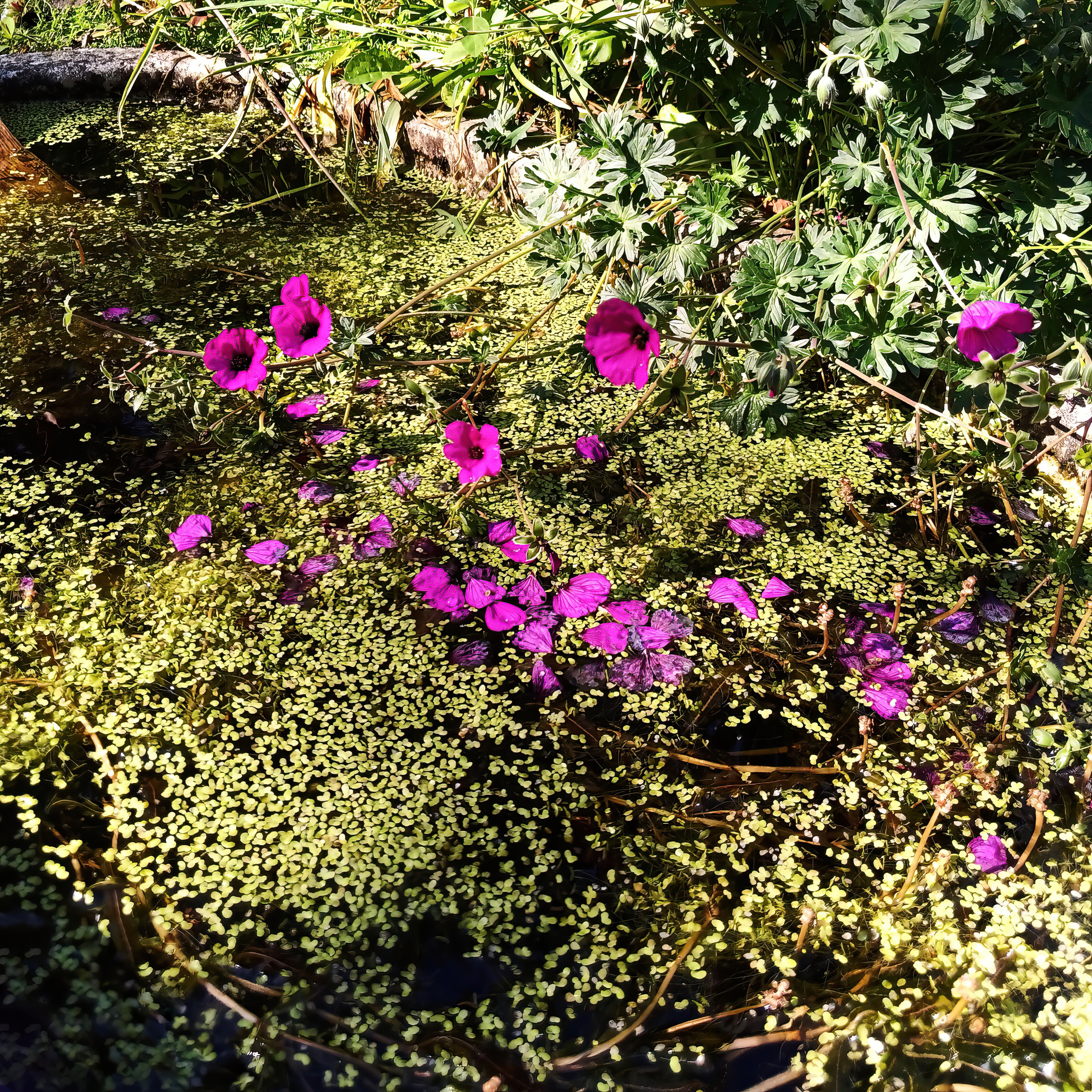 IMG_20230615_magenta duckweed af_AIS.jpg