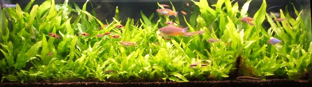 Java-Fern-Tank.jpg