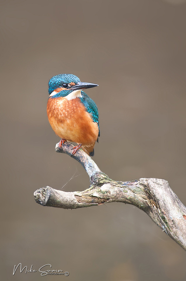 Kingfisher Birds.jpg