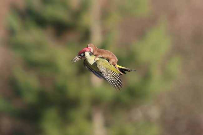 l-takes-a-magical-ride-on-woodpeckers-back-650x434.jpg