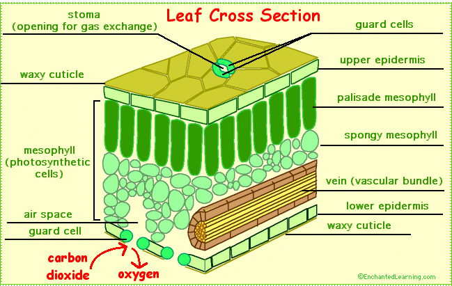 leafcrosssection.GIF