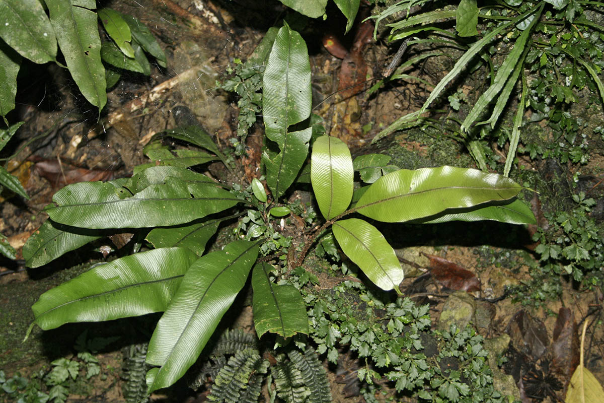Lomariopsislineata1.jpg