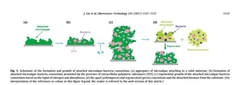 microalgae_bacterium.jpg