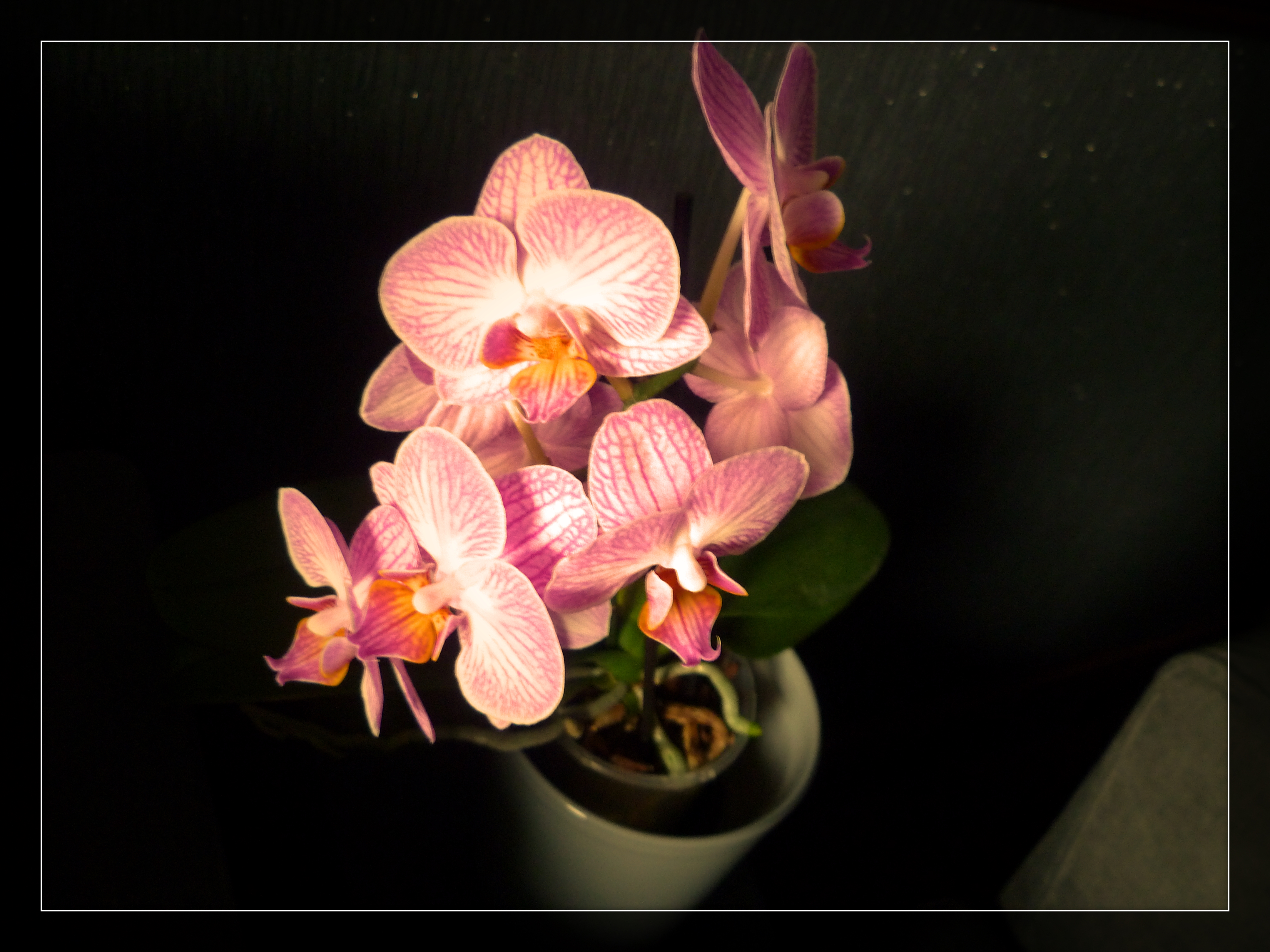 Mini Purple Orchid 28th July 2023.jpg