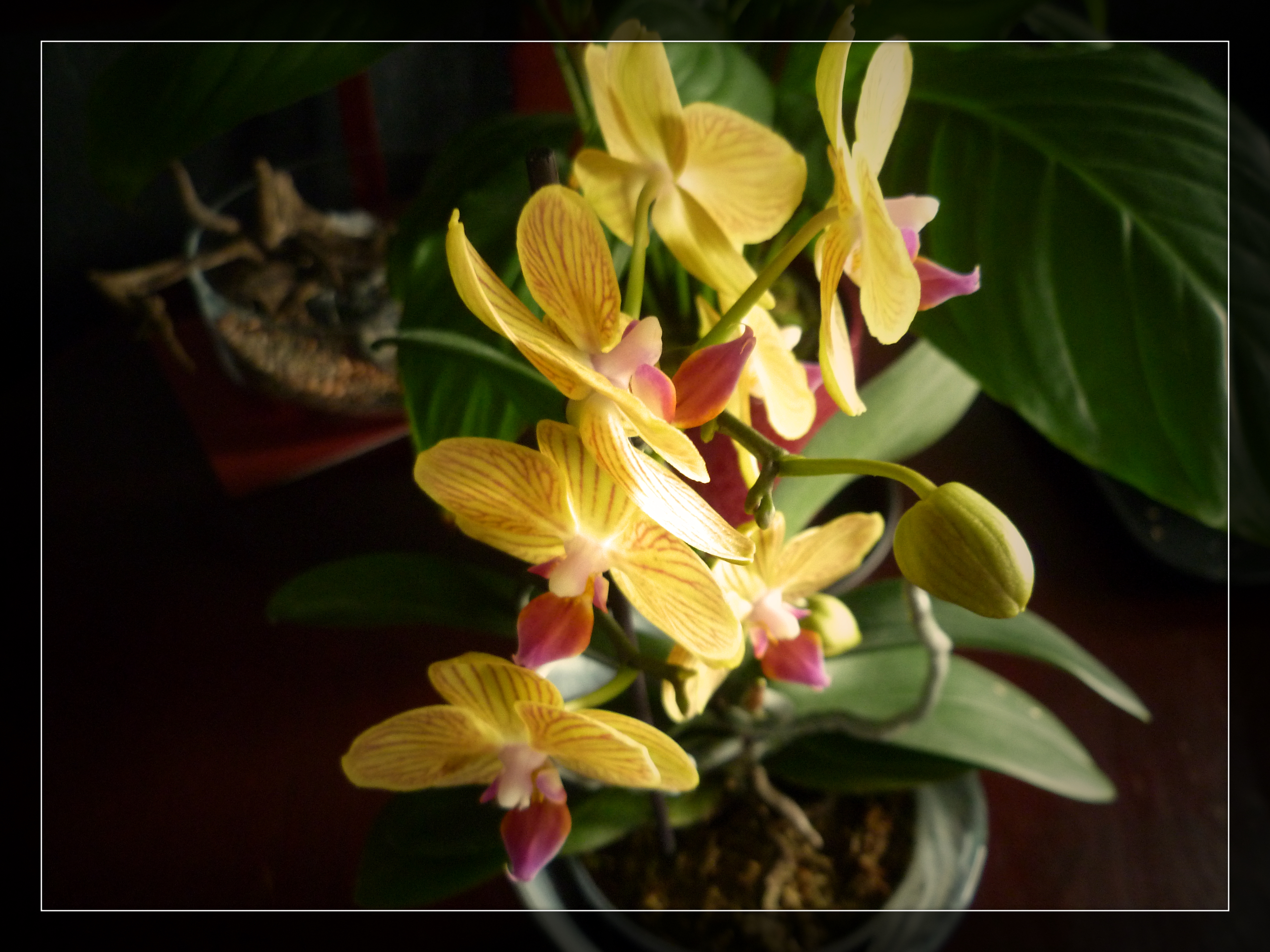 Mini Yellow Orchid 28th July 2023.jpg