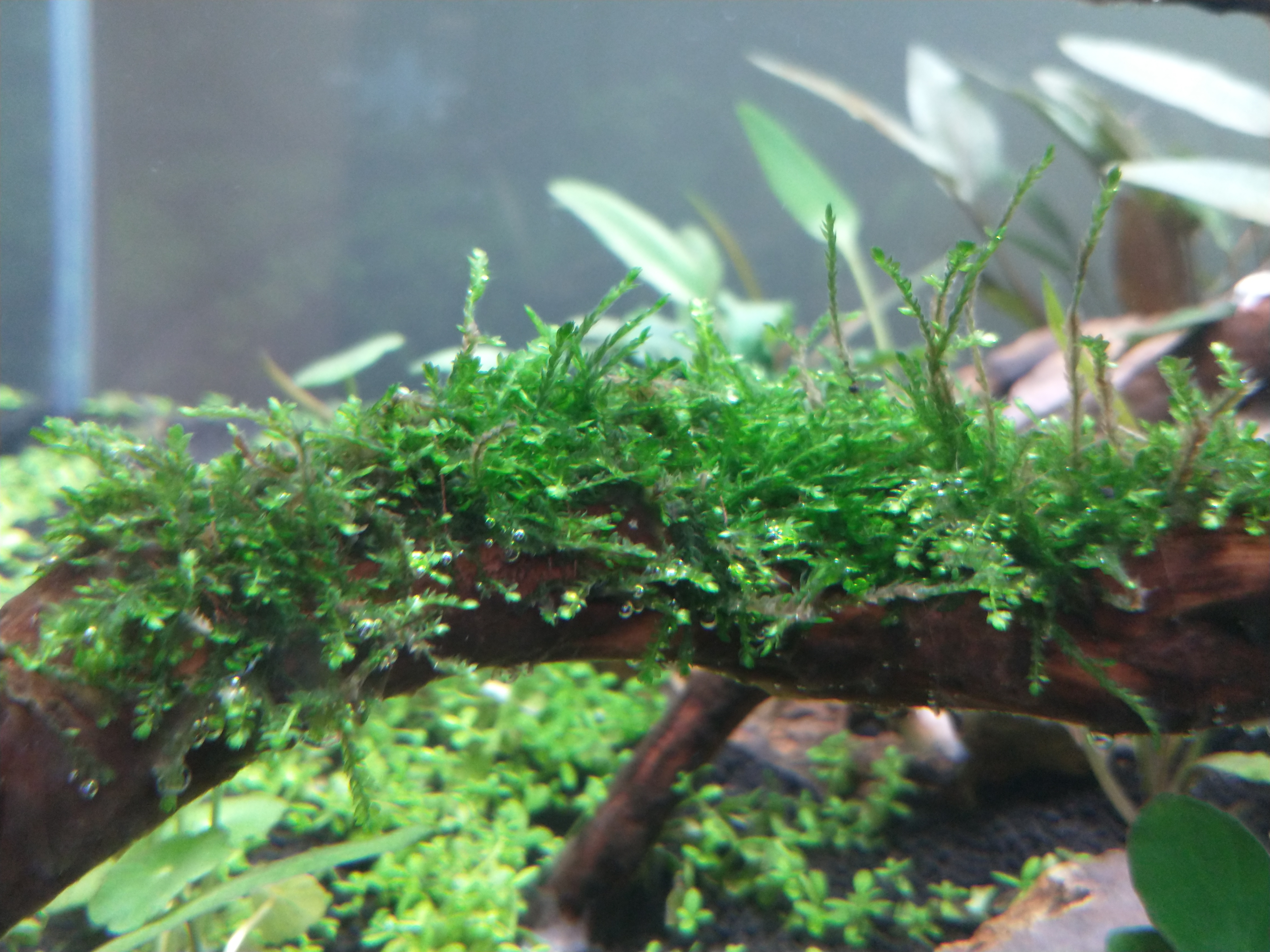 Moss is growing and pearling.jpg