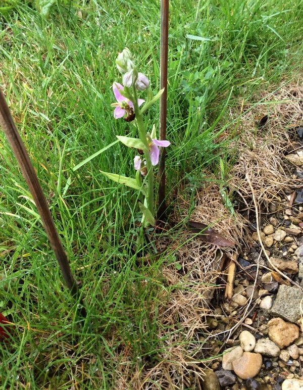 Ophrys_Twinhoe.JPG