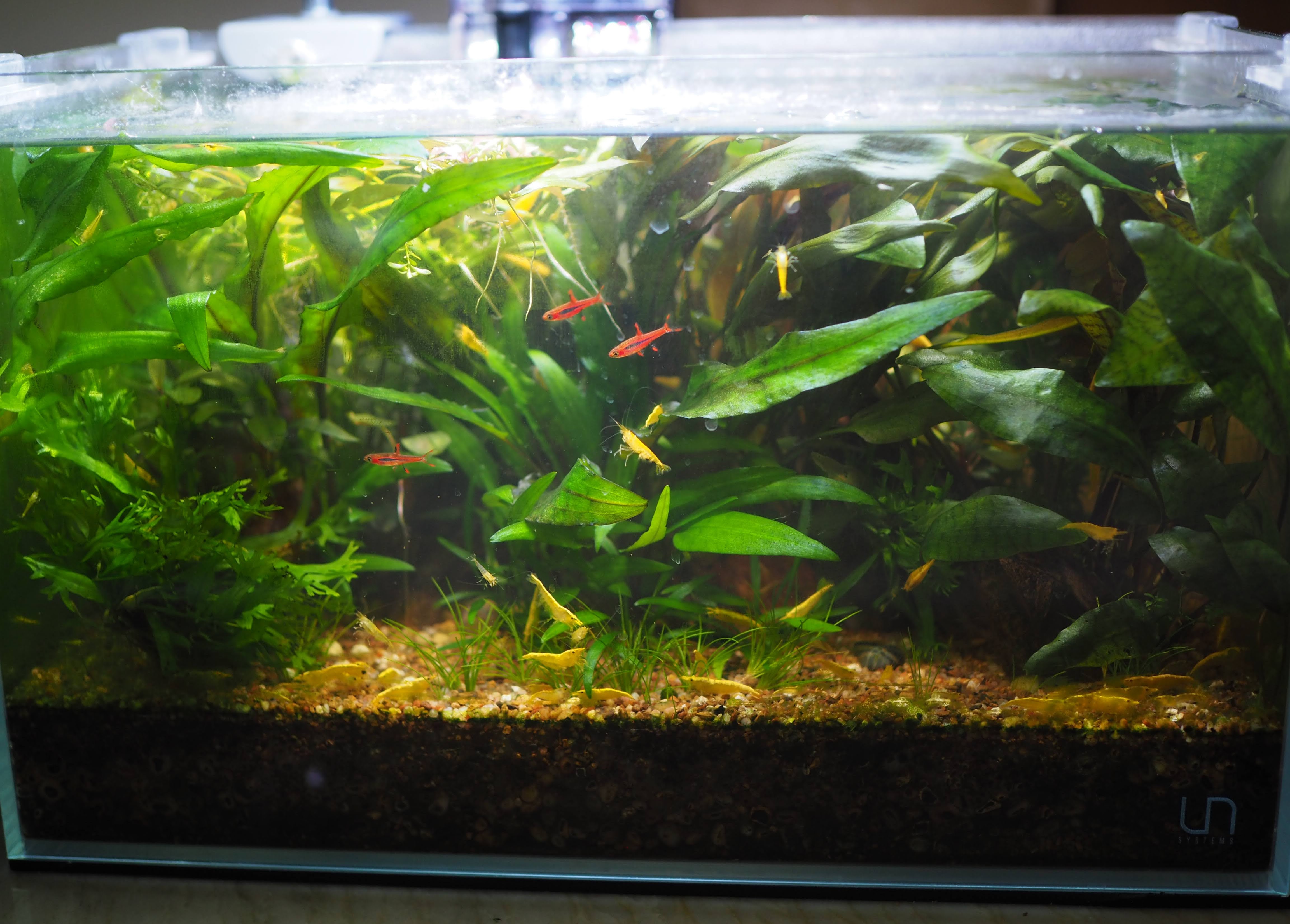 20 Long Apisto Tank Build  Freshwater Aquarium Builds Forum
