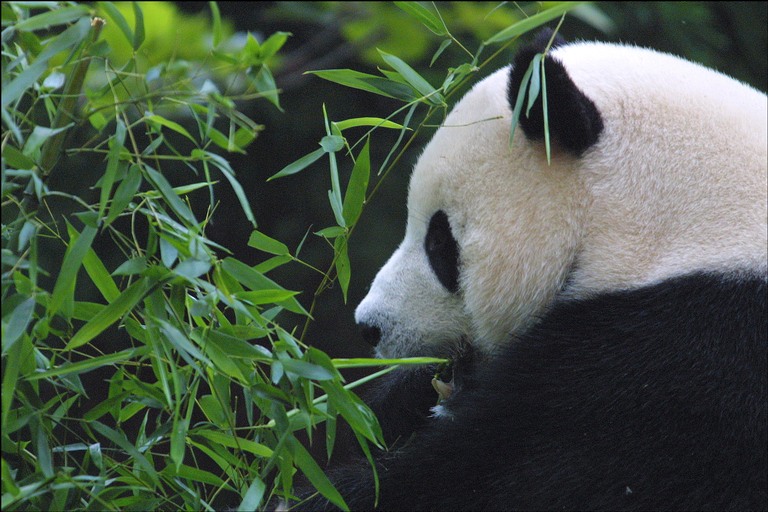 panda-bamboo.jpg