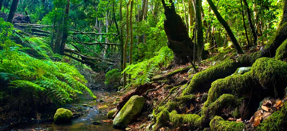 parque_nacional_garajonay-la_gomera_4.jpg