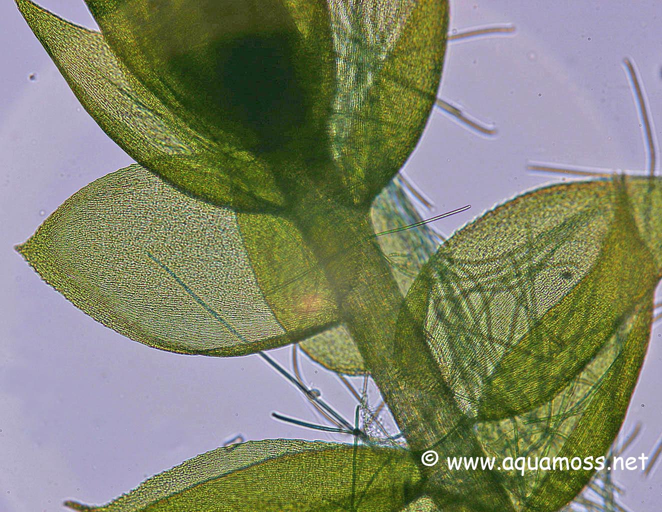 Peacock-Moss-Microscope-02.jpg