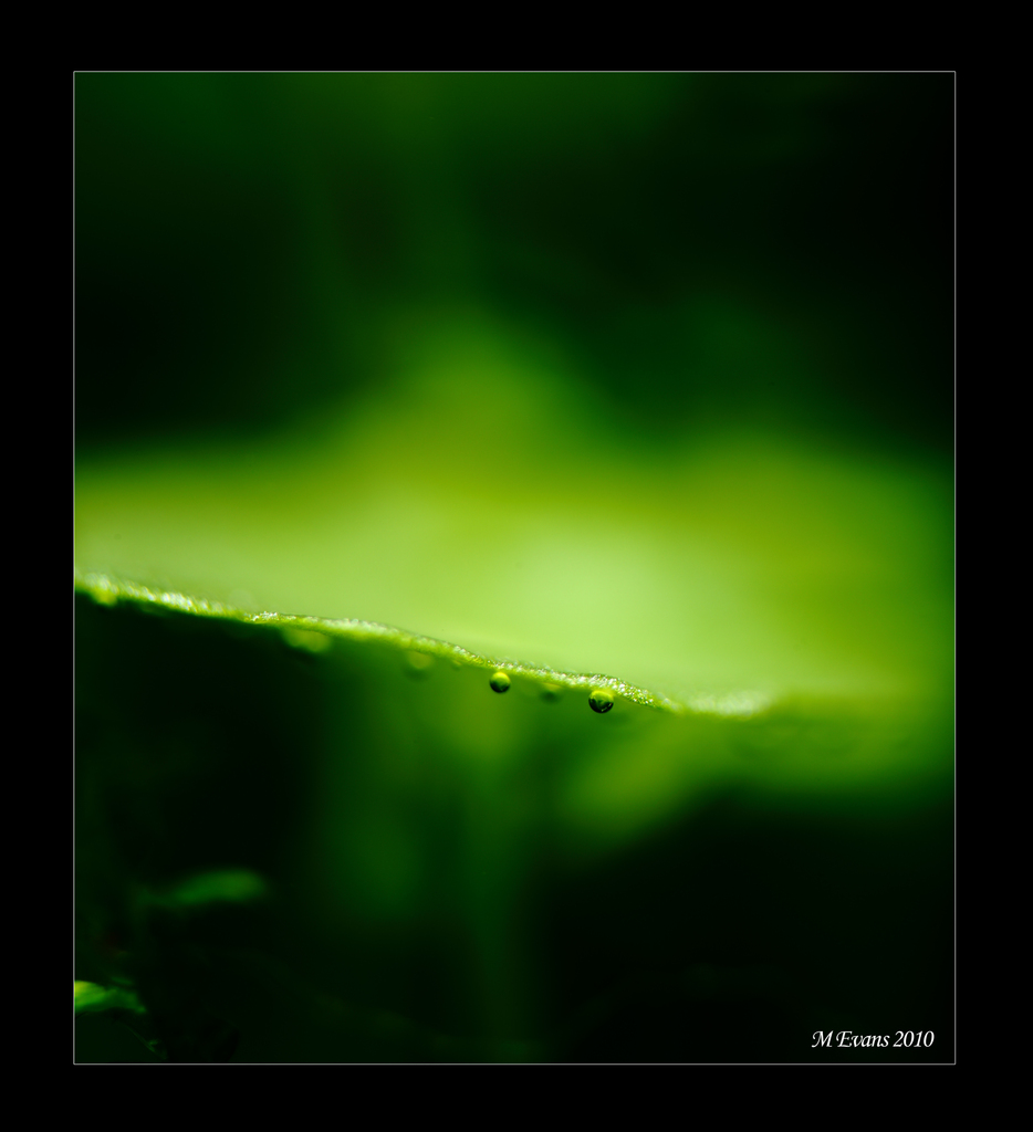 pearlinghydra.jpg