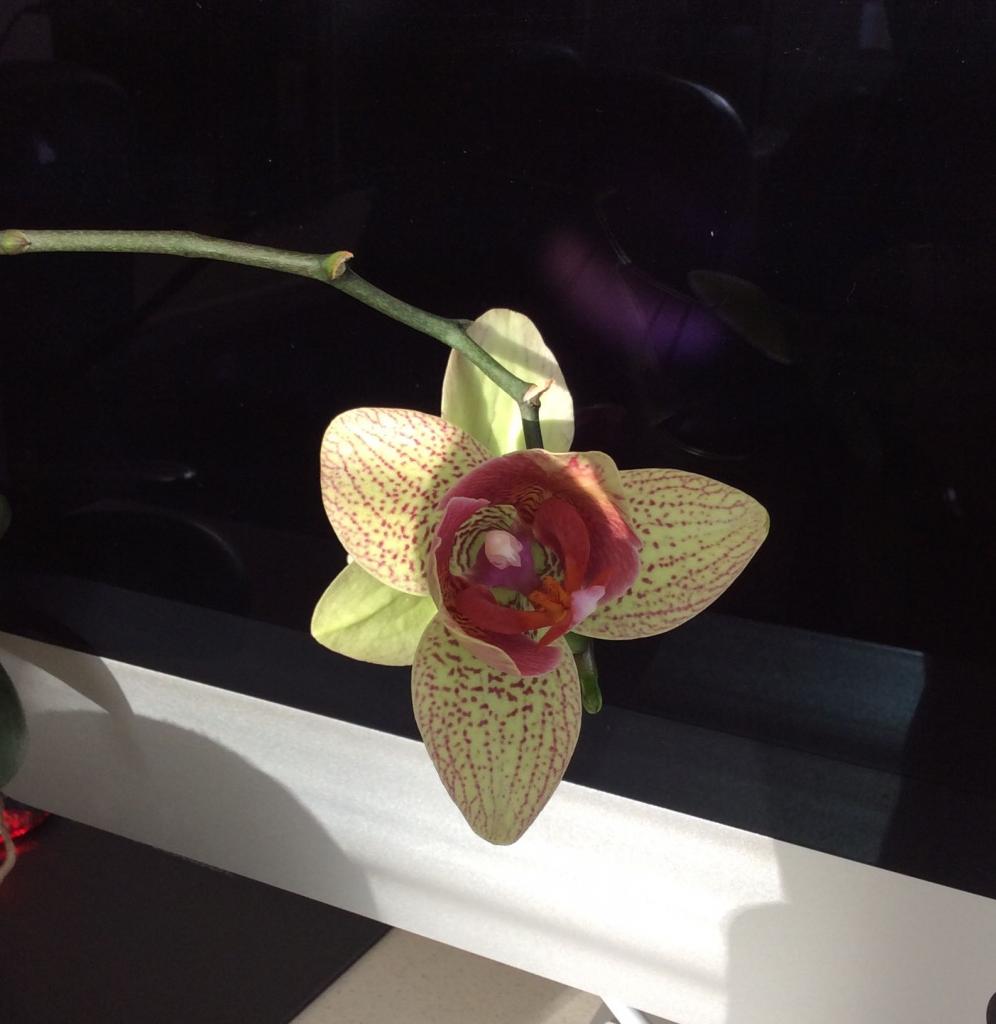 Phalaenopsis_flower_zpsfe4450b4.jpg
