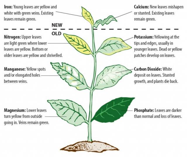 plant-nutrients-2-346.jpg