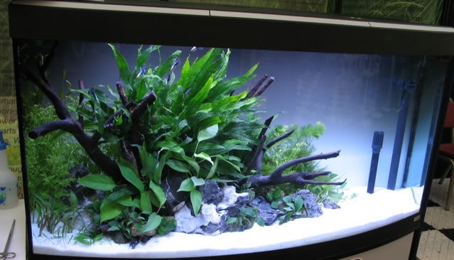 plantedtank.jpg