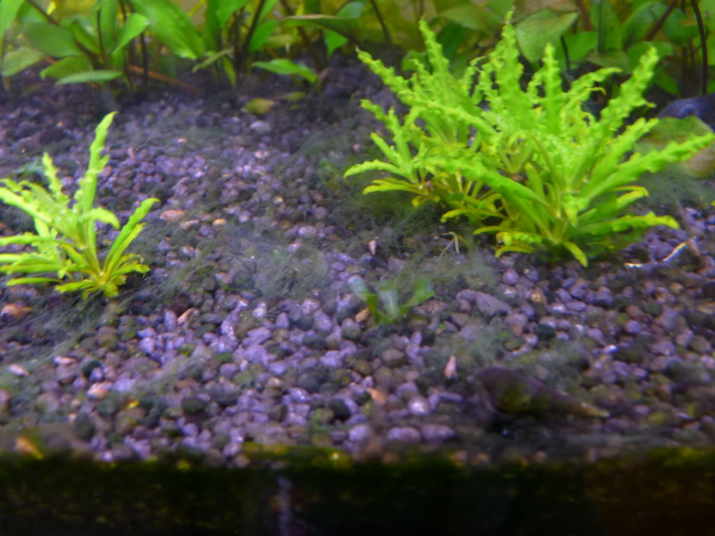 Plantedtank1008102.jpg