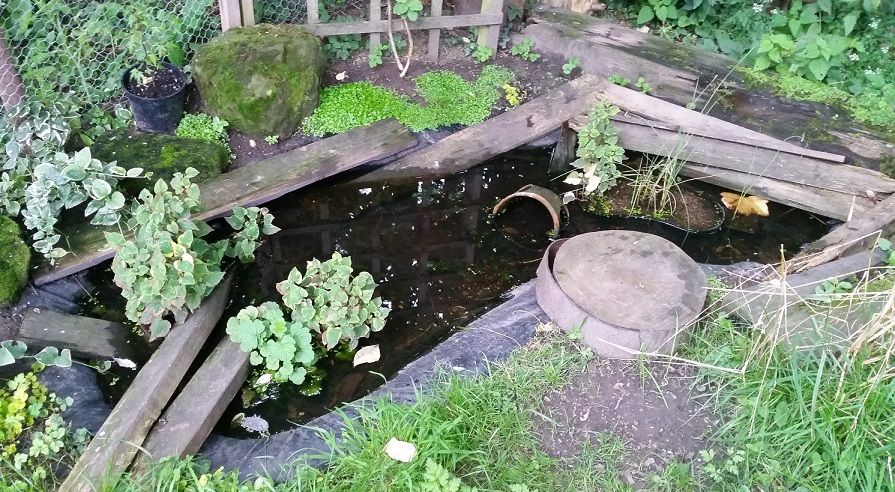 pond1.jpg