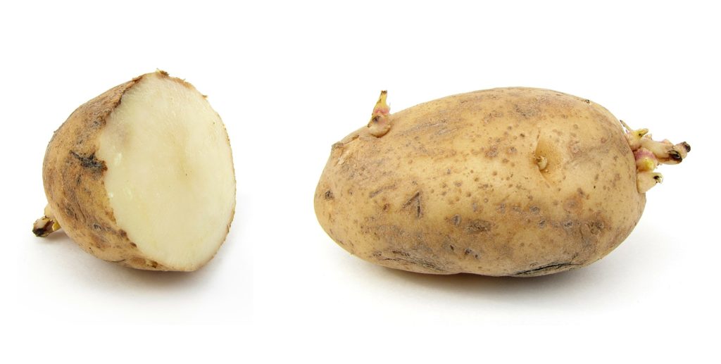 potato-67633_1920-1024x517.jpg