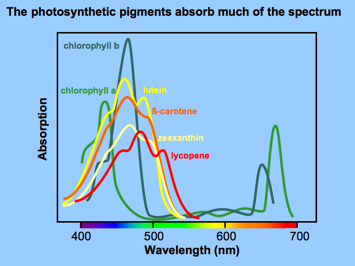 psnpigmentspec.gif