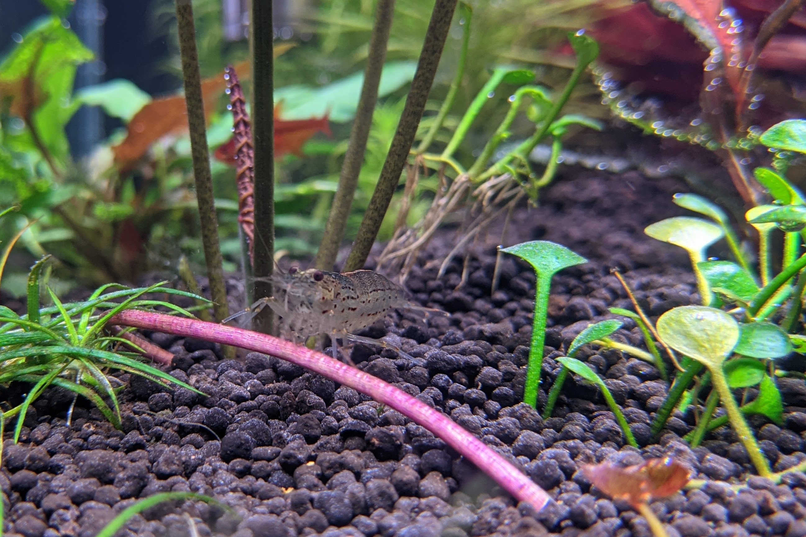 Picture of innocent and cute looking amano shrimp