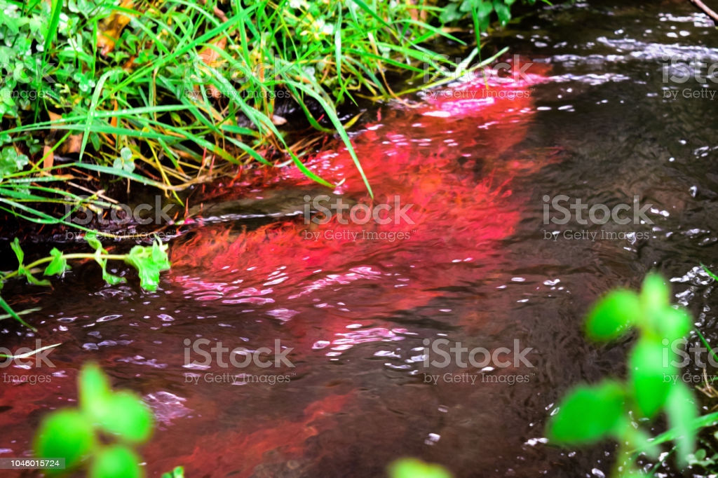 red-moss-in-fresh-water-picture-id1046015724.jpg