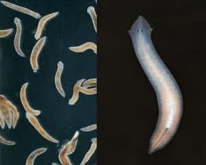 rences-between-Detritus-worms-and-Planaria-300x240.jpg