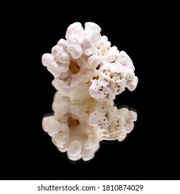 rhodolith-algae-popularly-known-popcorn-260nw-1810874029.jpg