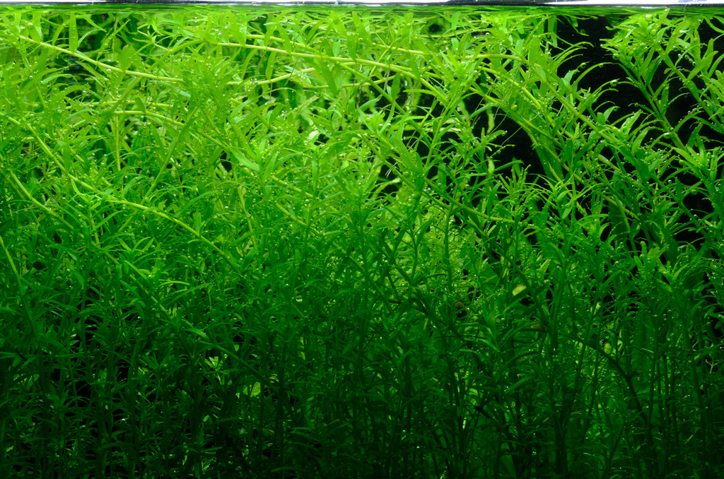 rotala%20after_zpsmflrfetc.jpg