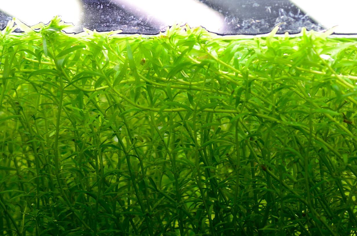 rotala green closeup.jpg