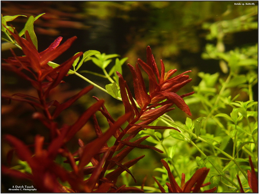 rotala_sp_butterfly_900_rszt1401.jpg