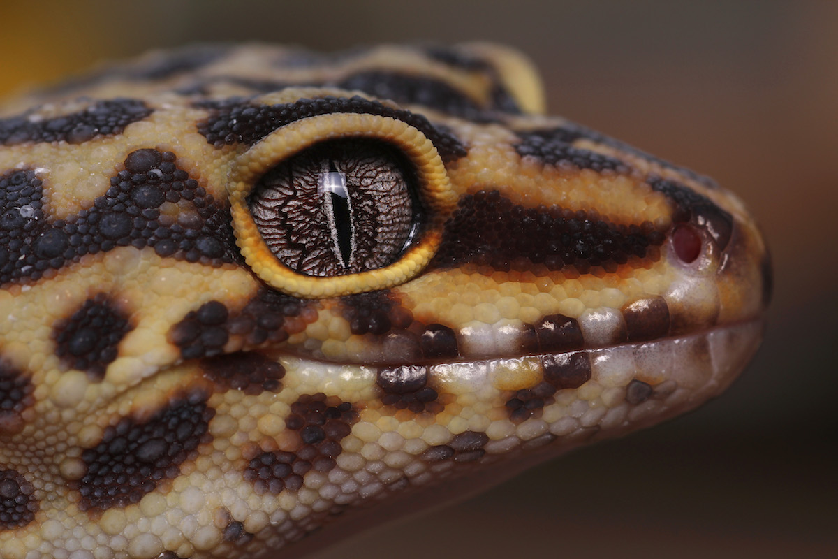 RSB-Biology-Photographer-Year-Leopard-Gecko.jpg