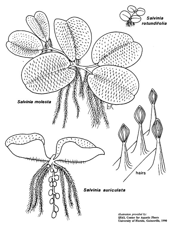 salvinia_spp_lge.jpg