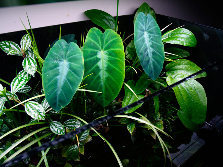 scratch-colocasia-ii.jpg