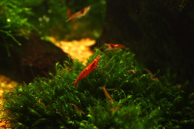 Shrimp4.jpg